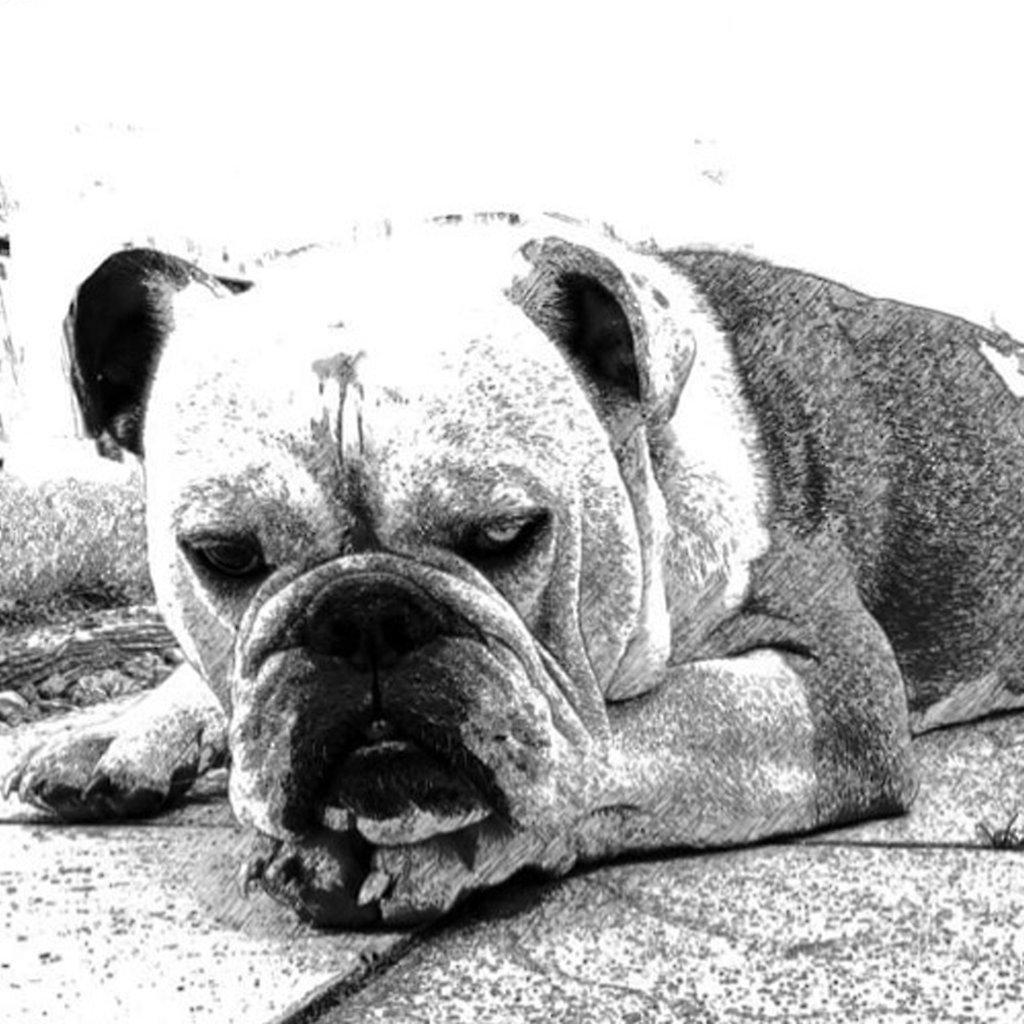 Skiss på sandskulpturen The Bulldog